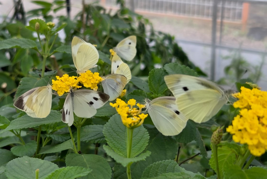 기사 본문 사진
